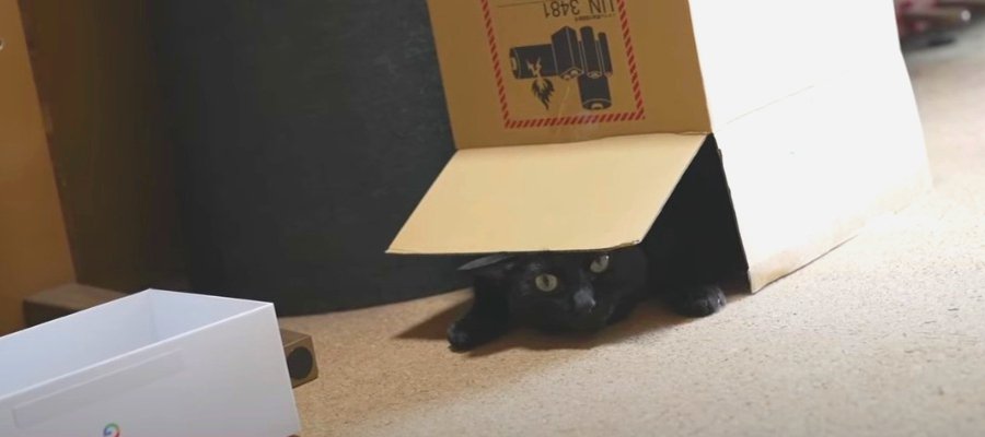 大きい箱と小さい箱、黒猫くんが入りたいのはどっちかな？