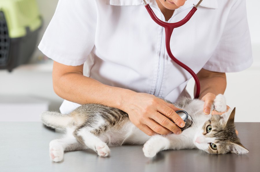 猫伝染性腹膜炎は本当に感染力が強い？命を奪うウイルスのお話