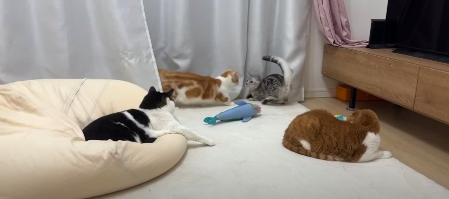 5匹の猫ちゃんたちがお部屋でわちゃわちゃ！マイペースな姿を見ているだけで心が和む♡