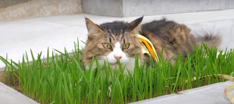 ニャンズ大歓喜！ついに完成、お庭の猫草パラダイス♡