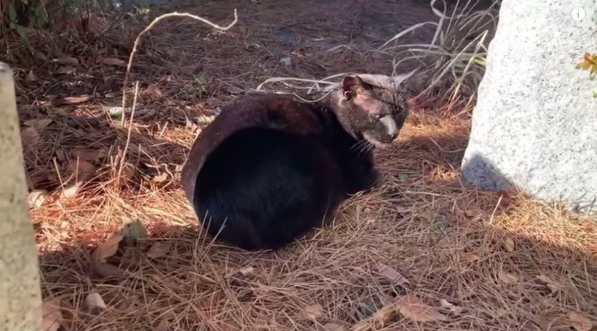 墓地でボロボロの老猫を保護……野良暮らしの危険性とは？