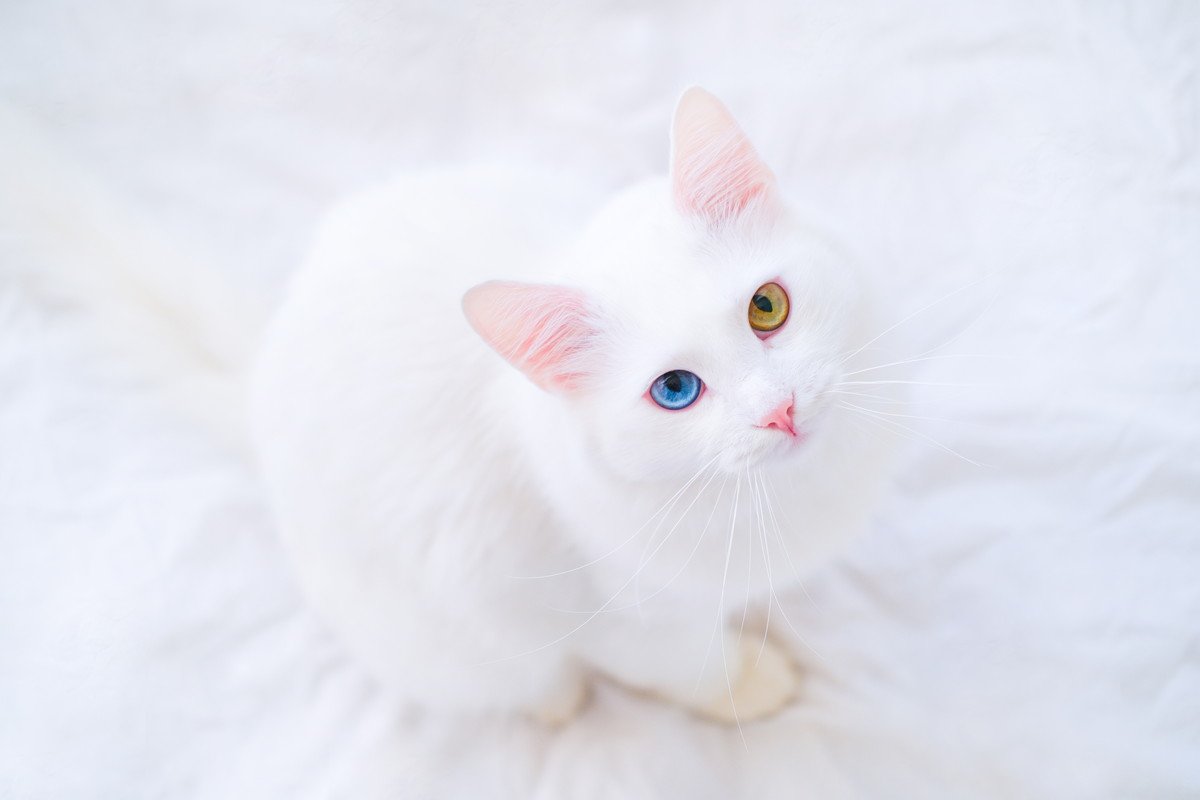 【猫柄】人気が高い『白猫』の豆知識5選　基本的な性格から代表的な猫種、不思議な柄の話まで