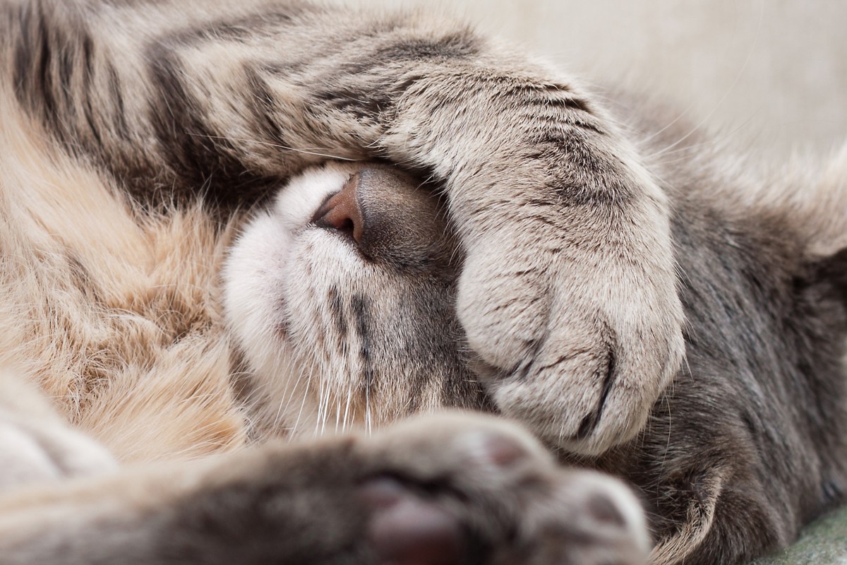 猫が風邪を引く4つの原因と症状や治療法