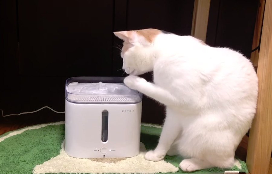「邪魔にゃものは無くすにゃ！」なぜか給水器の蓋を外してしまう猫ちゃん