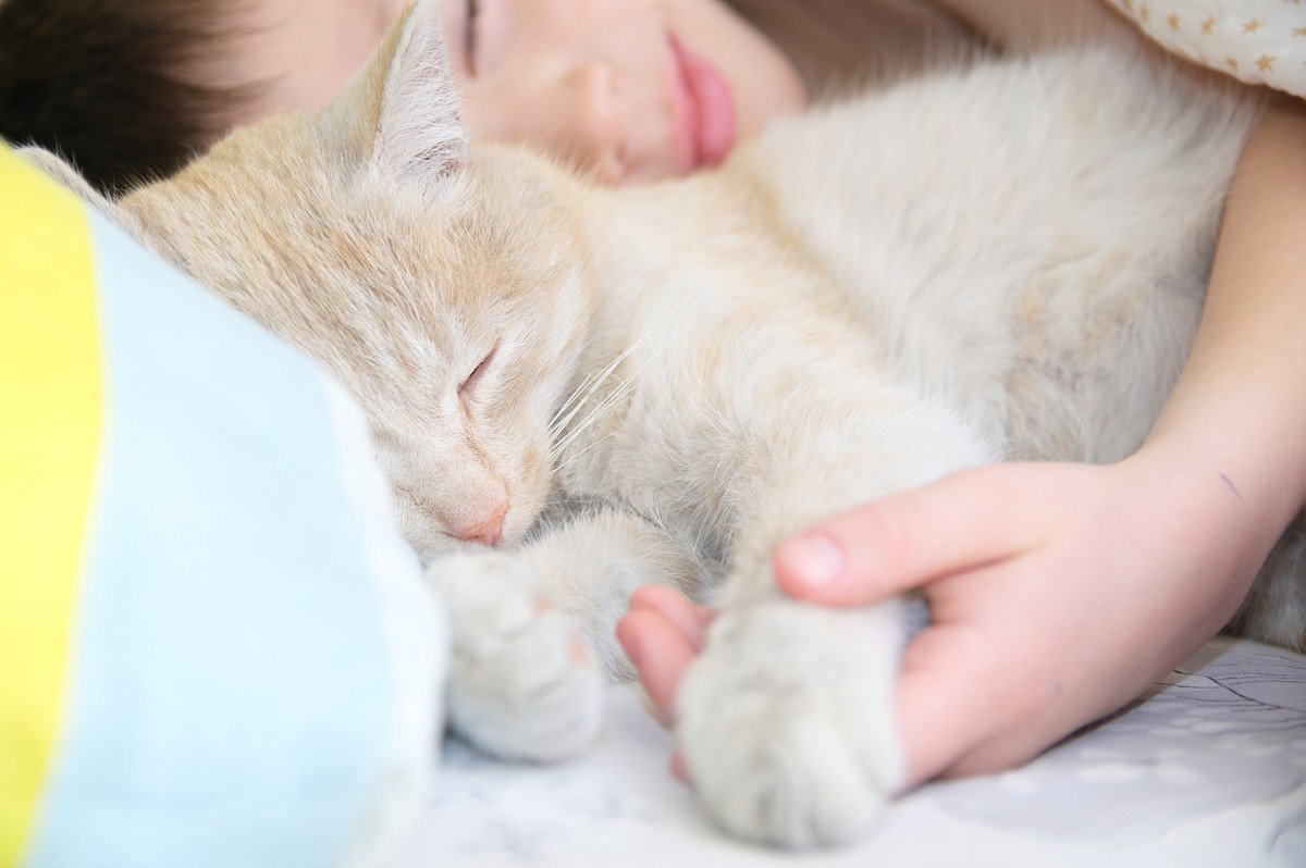 猫が『飼い主の顔の近く』で寝るのはなぜ？4つの理由