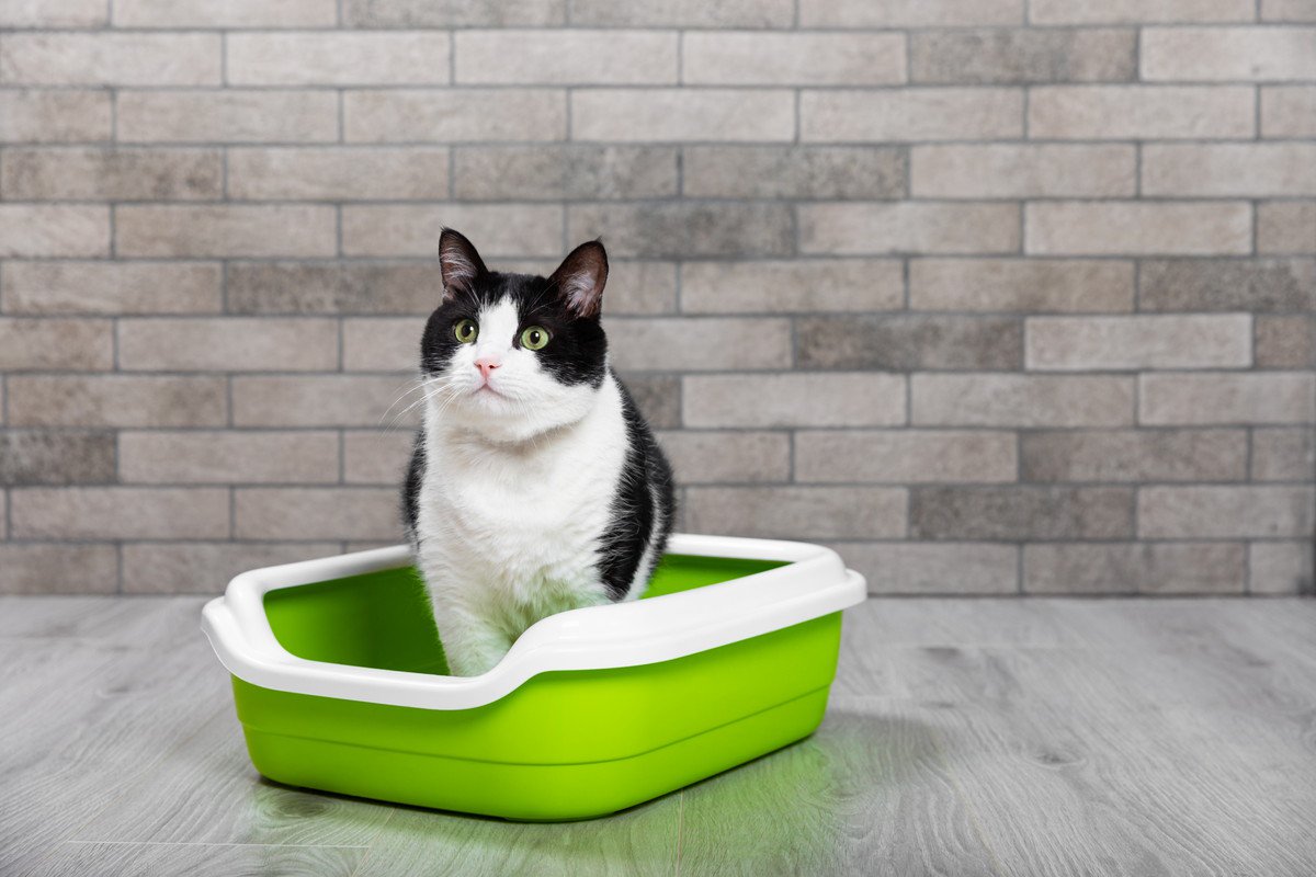 猫が『トイレを我慢』してしまう5つの原因　見過ごすと病気につながる危険が