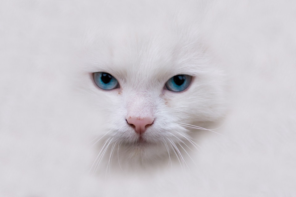 白猫の性格は神経質で甘えん坊！毛色との関係やオスとメスの違い