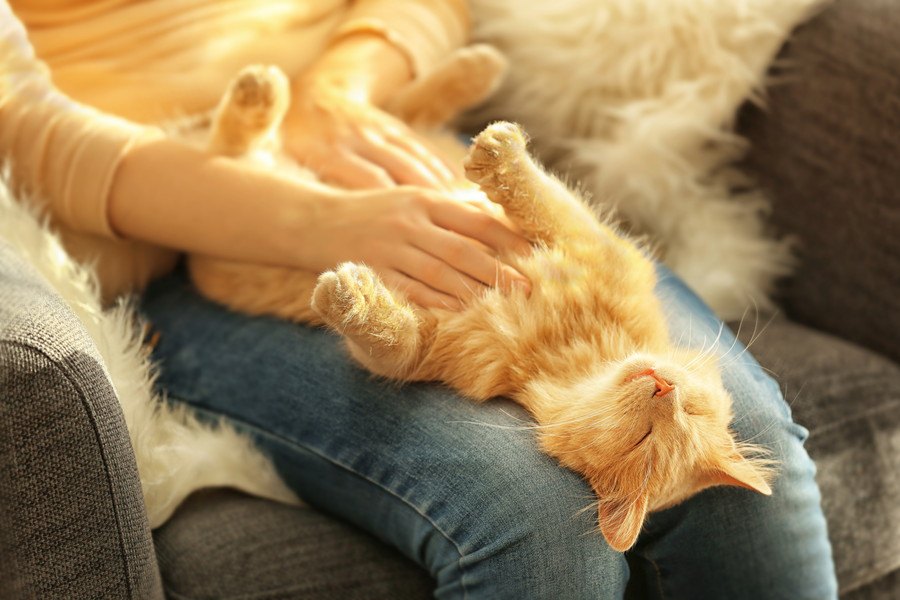 猫が飼い主の『足の間』で眠るワケ4選