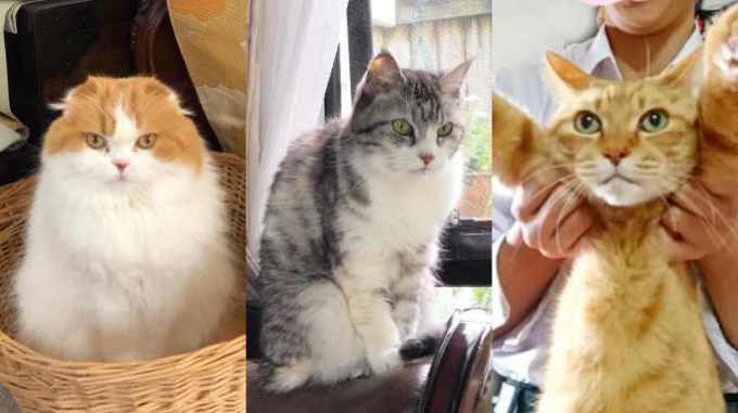 東日本大震災がもたらした愛猫の変化……飼い主の被災体験から考える猫のための防災対策とは？ #知り続ける