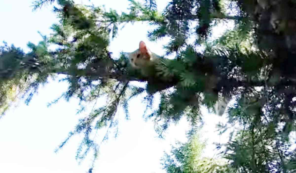 木の上で助けを求める猫…救助隊員が目にした驚きの光景とは？