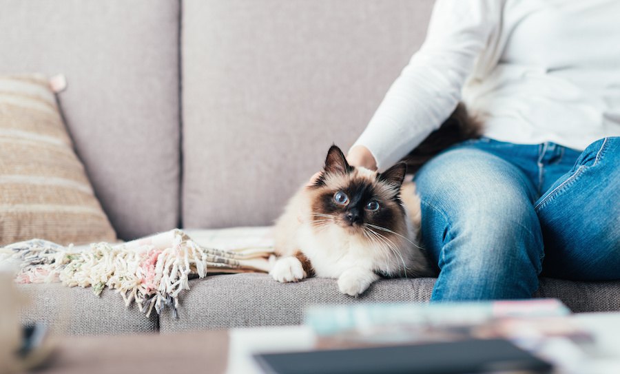 猫も飼い主も楽しめるお家の間取りとは？５つの特徴をご紹介！