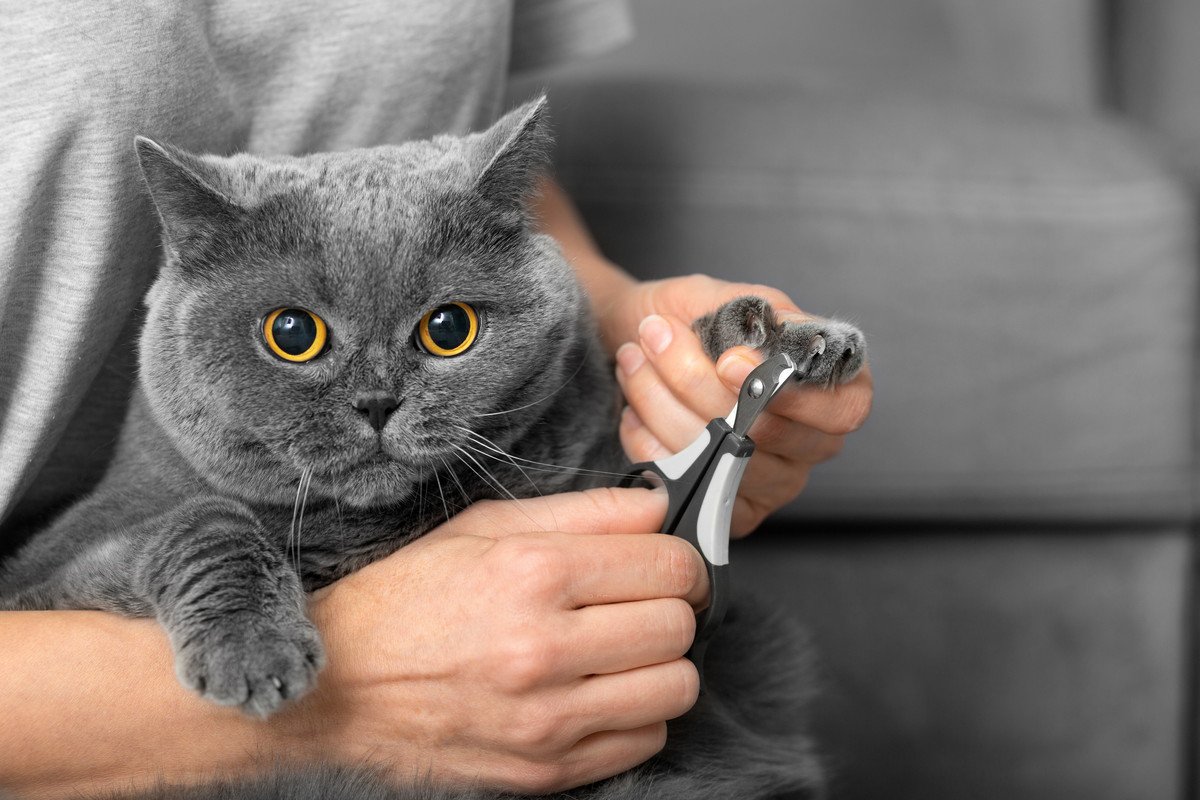 愛猫の『爪』は切らないとダメ！放置が危険なワケ3つ　うまく切るアドバイスも
