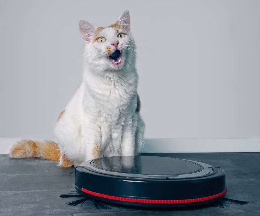 猫が大掃除ロボット（ルンバ）に乗るのはなぜ？