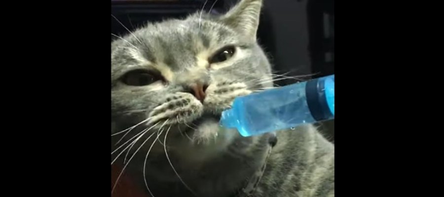 がぶ飲みするにゃ♪猫ちゃんの水分補給