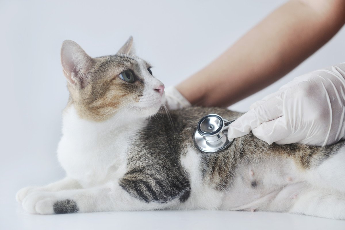 猫が『ひんぱんにかかってしまう病気や症状』5選　症状や原因、予防法も解説