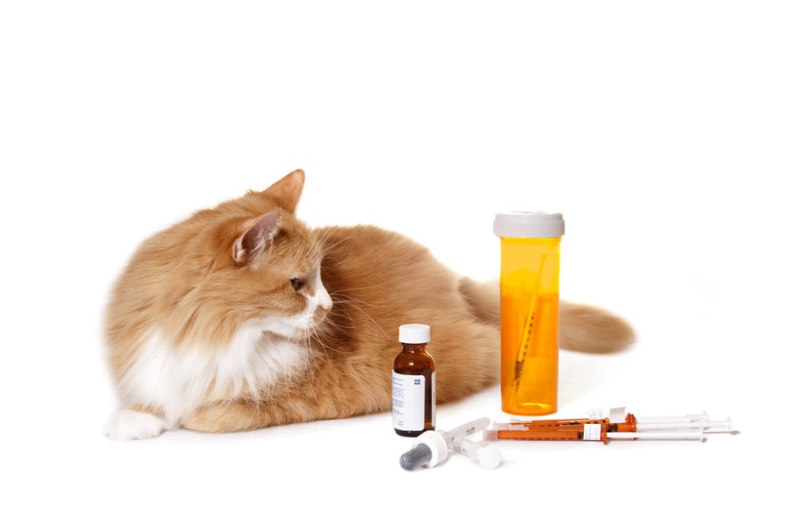 猫の風邪薬について解説！ 種類や飲ませ方、注意点まで