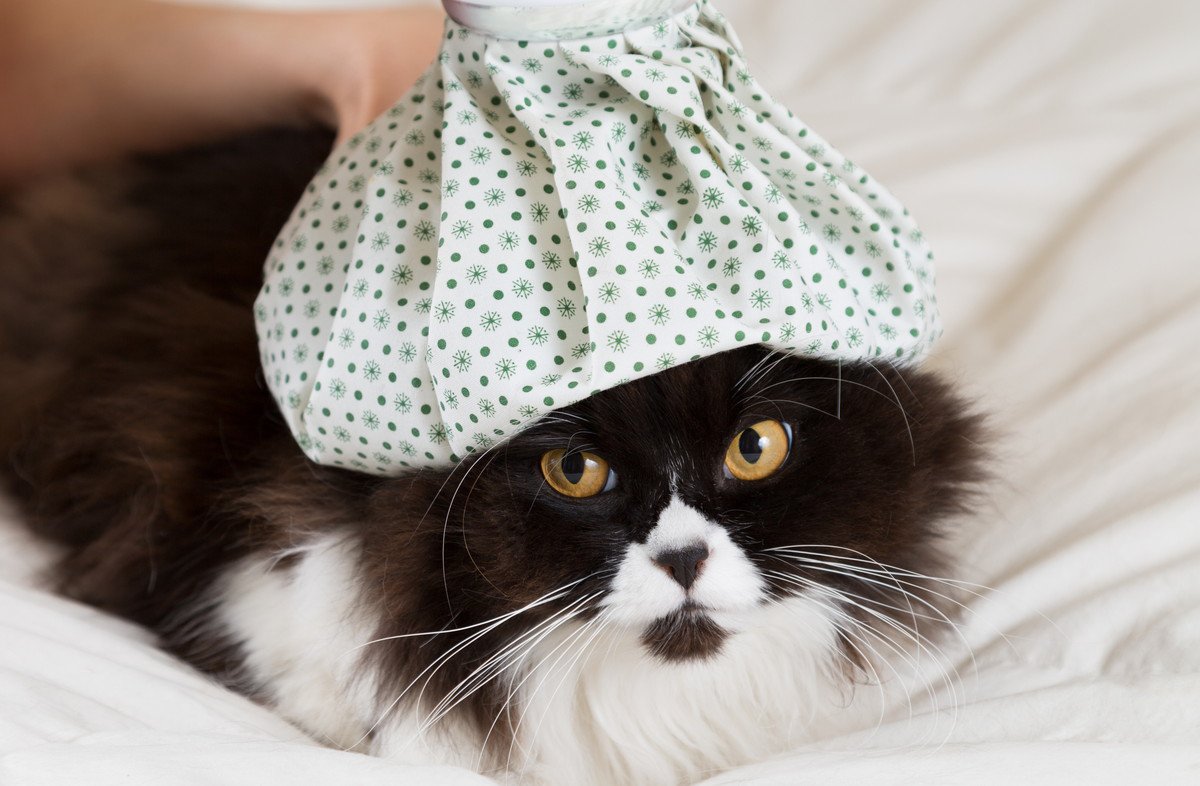 『熱中症になりやすい猫』の特徴5つ　予防策と日頃から気を付けたいこと
