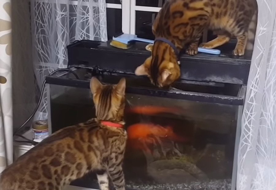 大きな金魚に挑むベンガル猫！