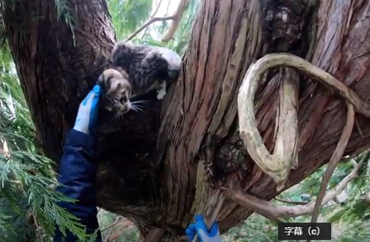 アライグマに追われ木にの上へ逃げた猫…困難な救出の行方は？
