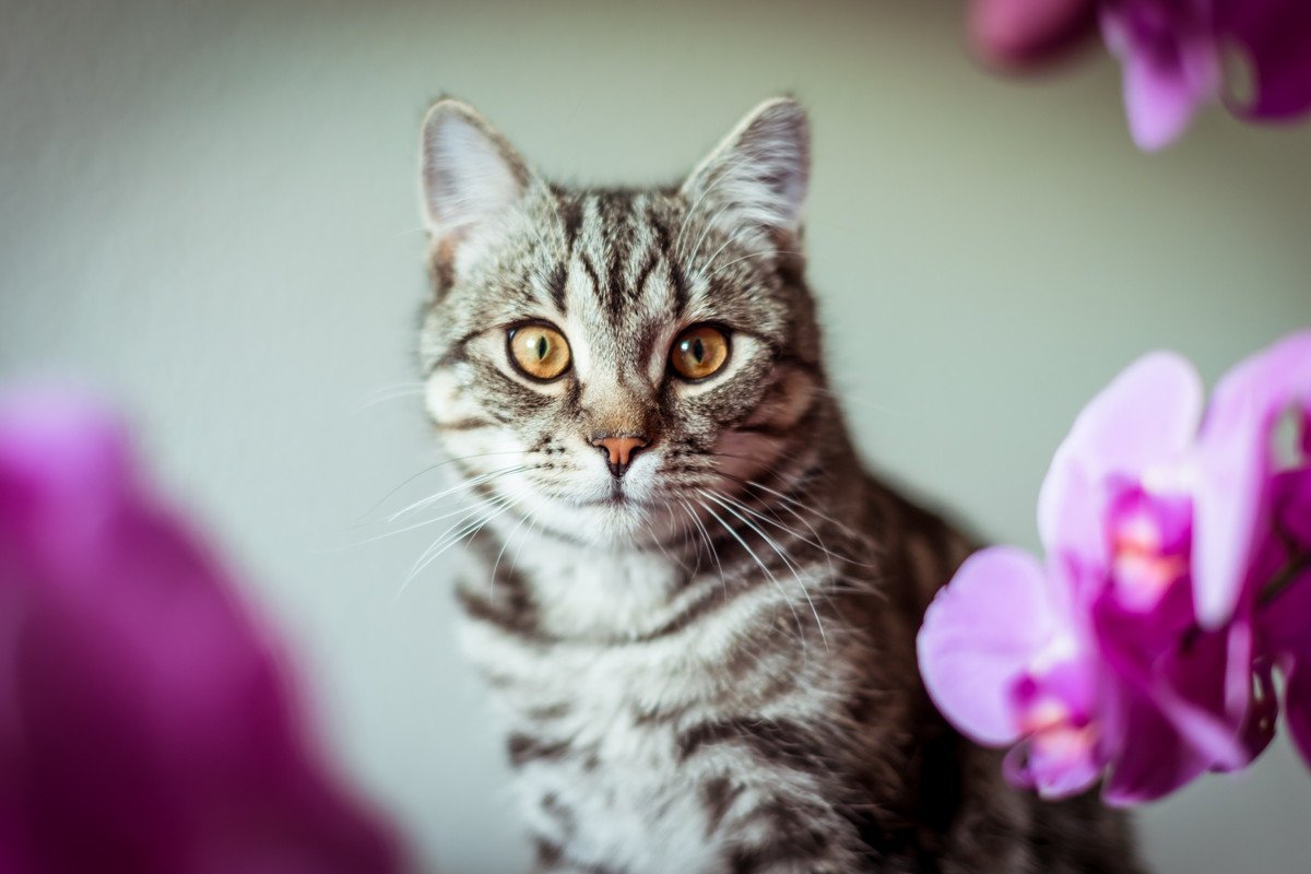 猫に安全な『生花』5選！飾るときに気を付けるべきこととは