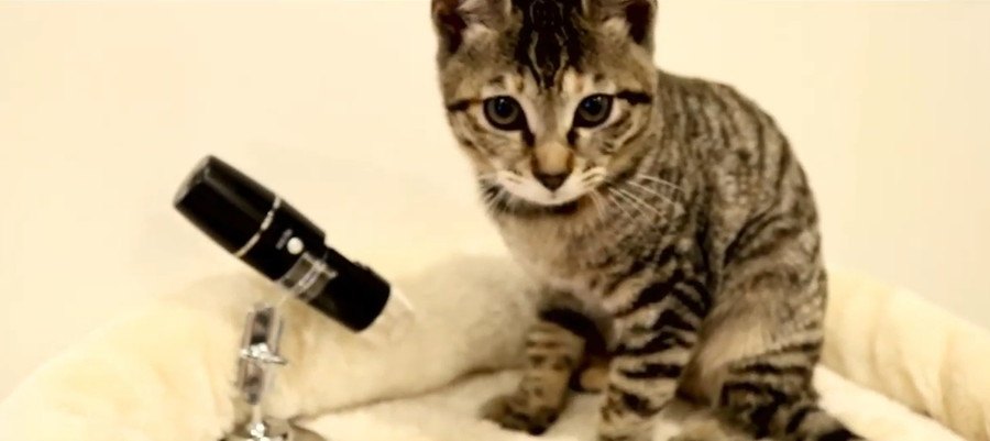 レア！！猫ちゃんを顕微鏡で観察する