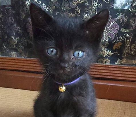 保健所にある処分機から救出された黒猫「ニキ」が教えてくれたこと