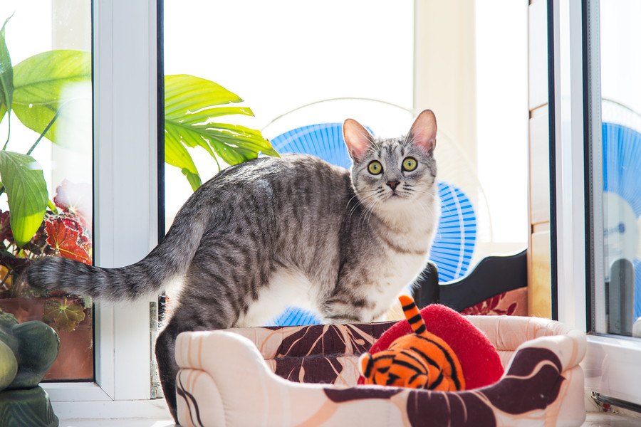 猫の暑さ対策、扇風機だけじゃダメ！使う時の注意点とは？