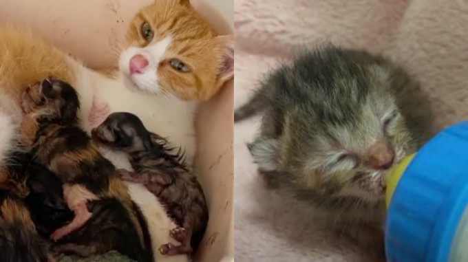 ガリガリの母猫を保護…難産を経て5匹のかわいい子猫が誕生！