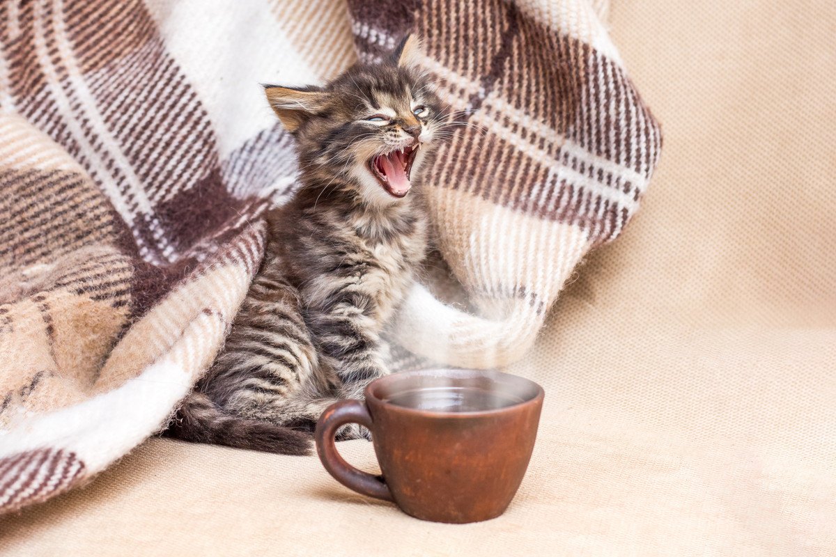 猫が早朝に『大きな声で鳴く』6つの理由