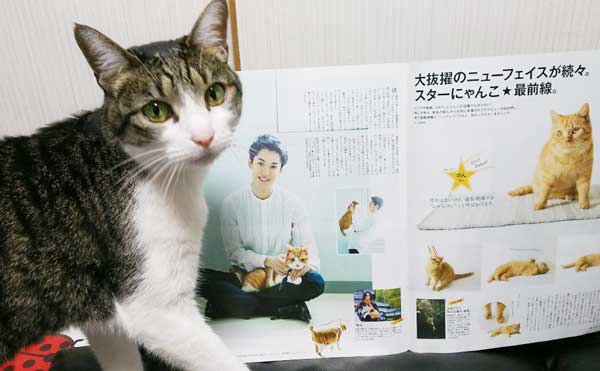 雑誌ananの猫特集「にゃんこLOVE」の内容