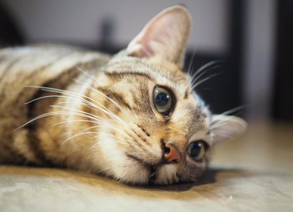 猫が留守番中に退屈しないためにやるべき６つのこと