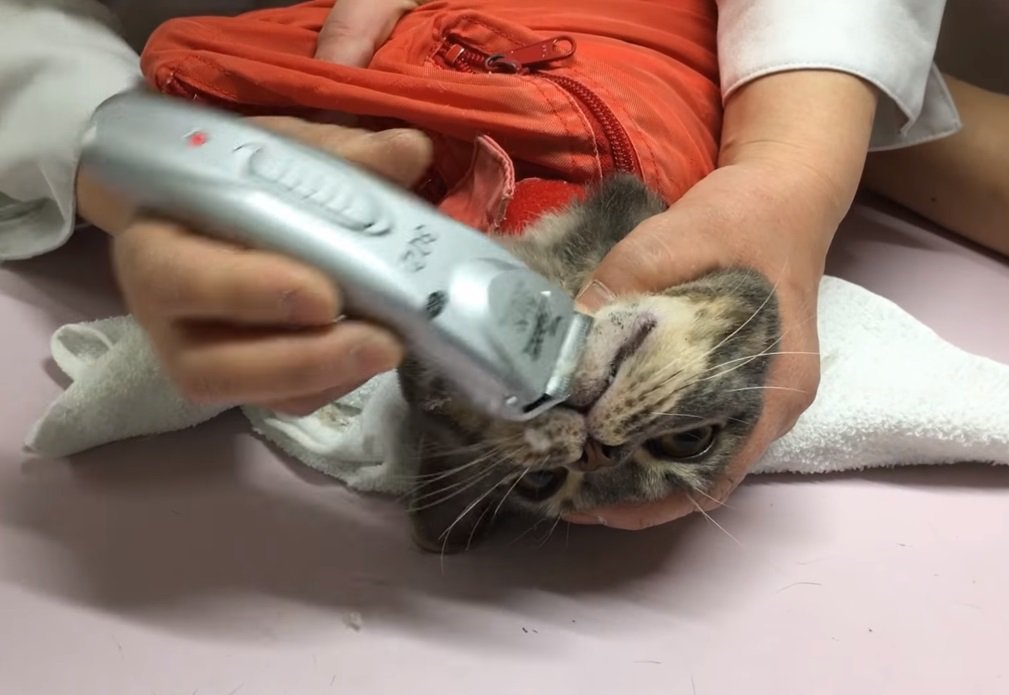 病院の先生から直々に伝授！猫ニキビの正しい治療で毛を剃られちゃったスズくん