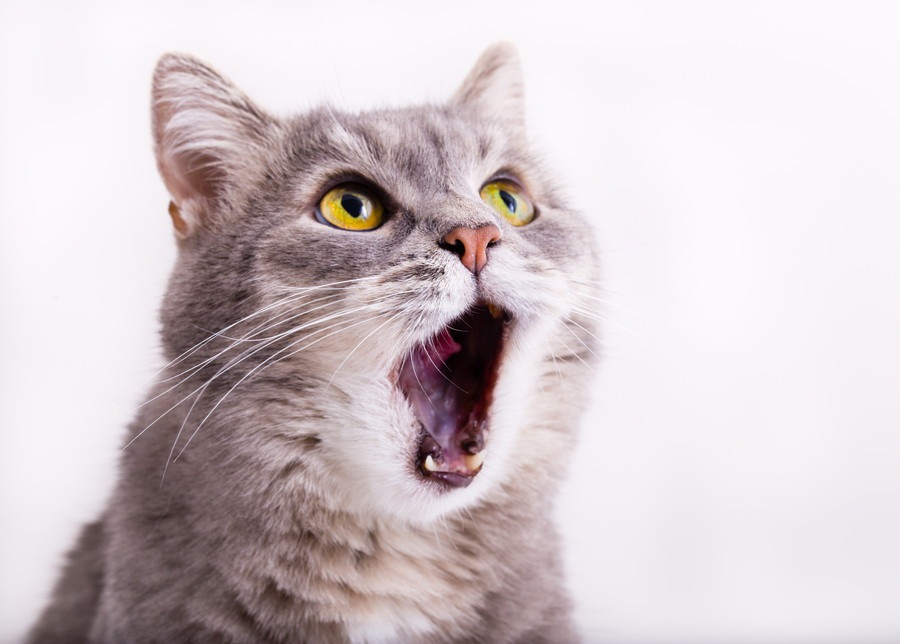 猫がよく鳴くときの理由