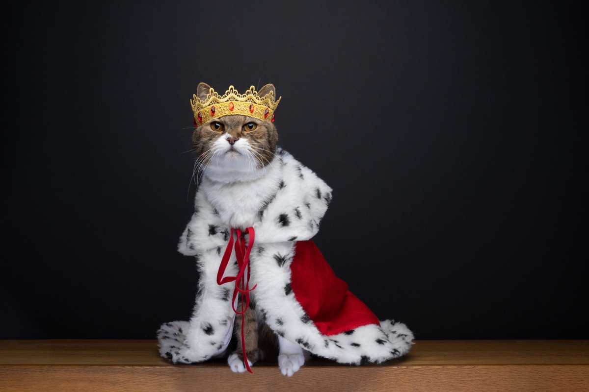 猫が持っているすごい『肩書』5選　市長、城主…世界に実在したエライ猫たち