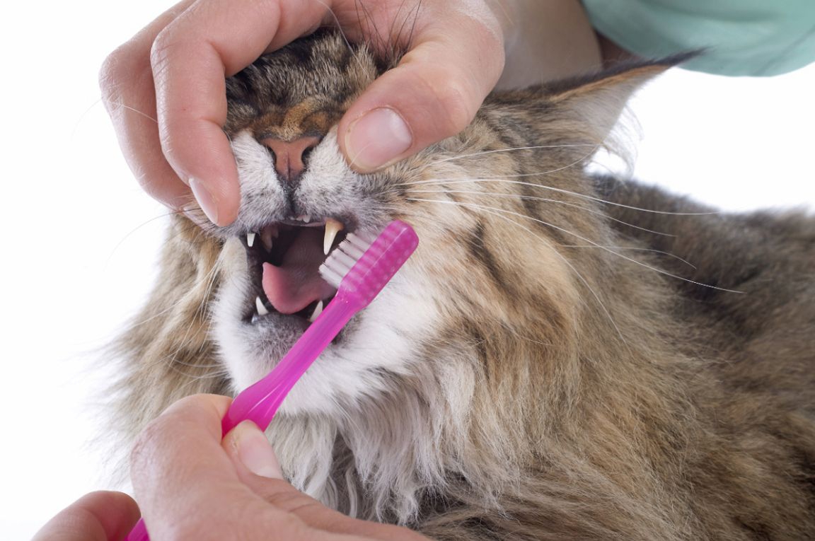 猫が歯周病になった時の症状や原因、予防と治療法