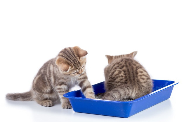 猫の採尿方法について 家でも失敗しない3つのコツ