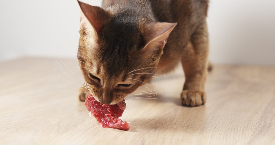 猫が生肉を食べると得られる４つのメリット