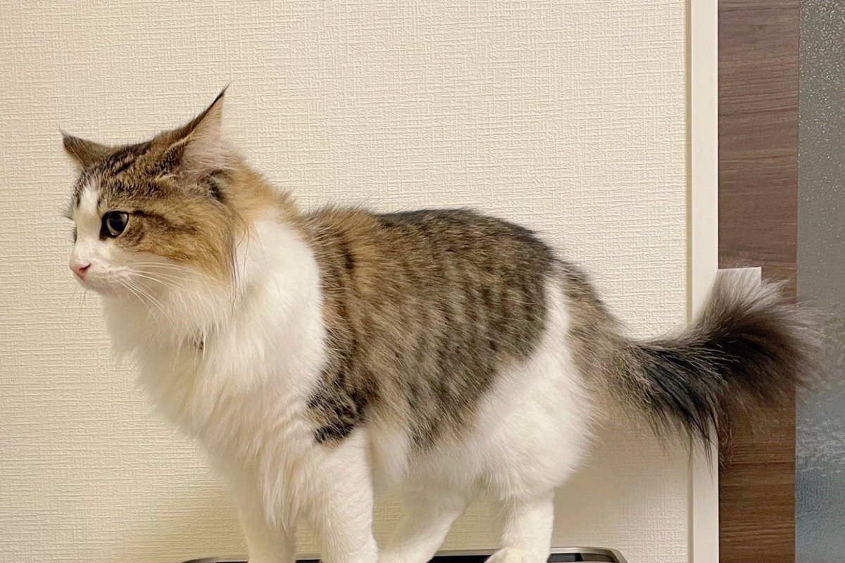 空気清浄機の上で固まる猫さんの『解せぬ』感が癖になる面白さ♡