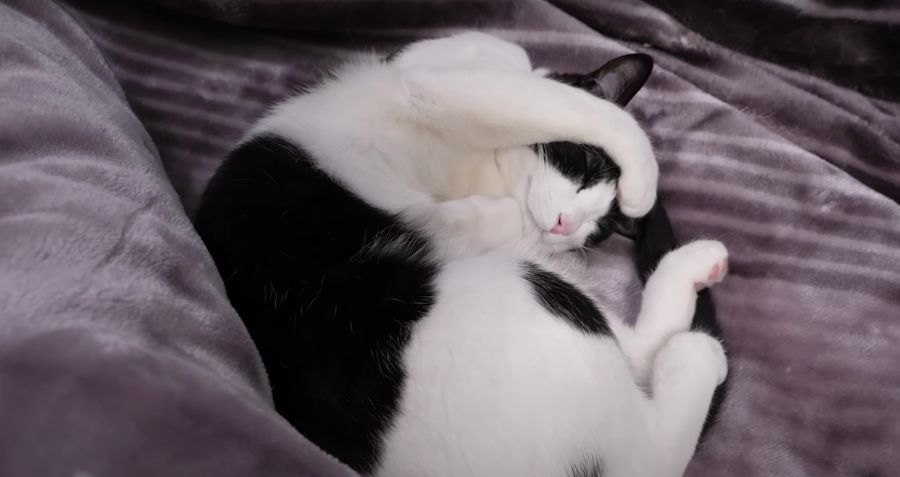 寝方がたまらない♡猫ちゃんの可愛いギュー！