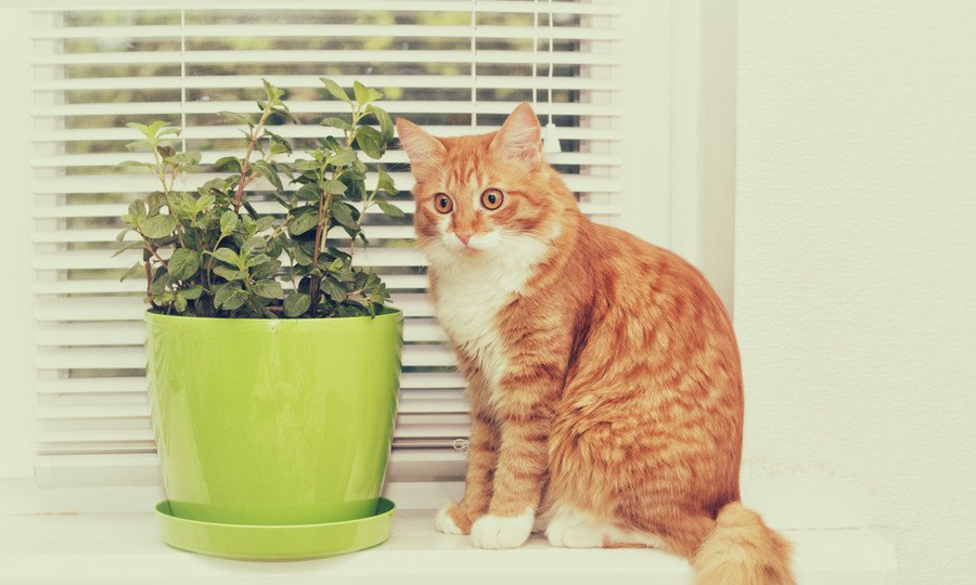 猫よけに効果のある5つの植物と栽培する時のポイント