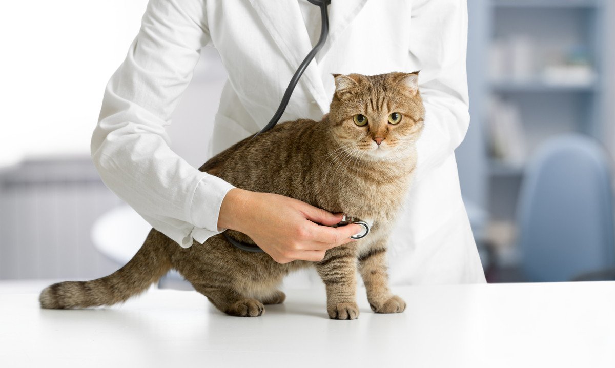 『動物病院が大嫌いな猫』のためにできる4つのこと　健康管理のためにも頑張りたい対処法
