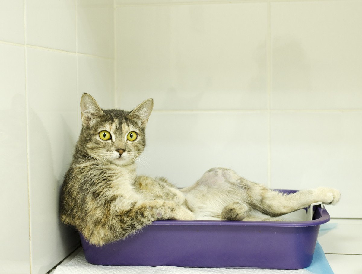 猫の『オシッコ』でわかる体の異常サイン4つ！考えられる病気や対策とは？