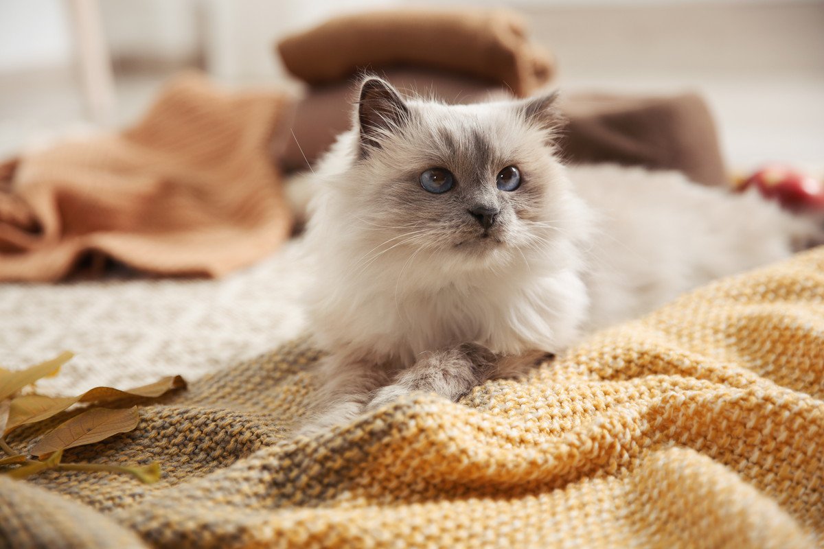 猫が『新しい毛布』を嫌がる理由4つ！気に入ってもらう方法とは？
