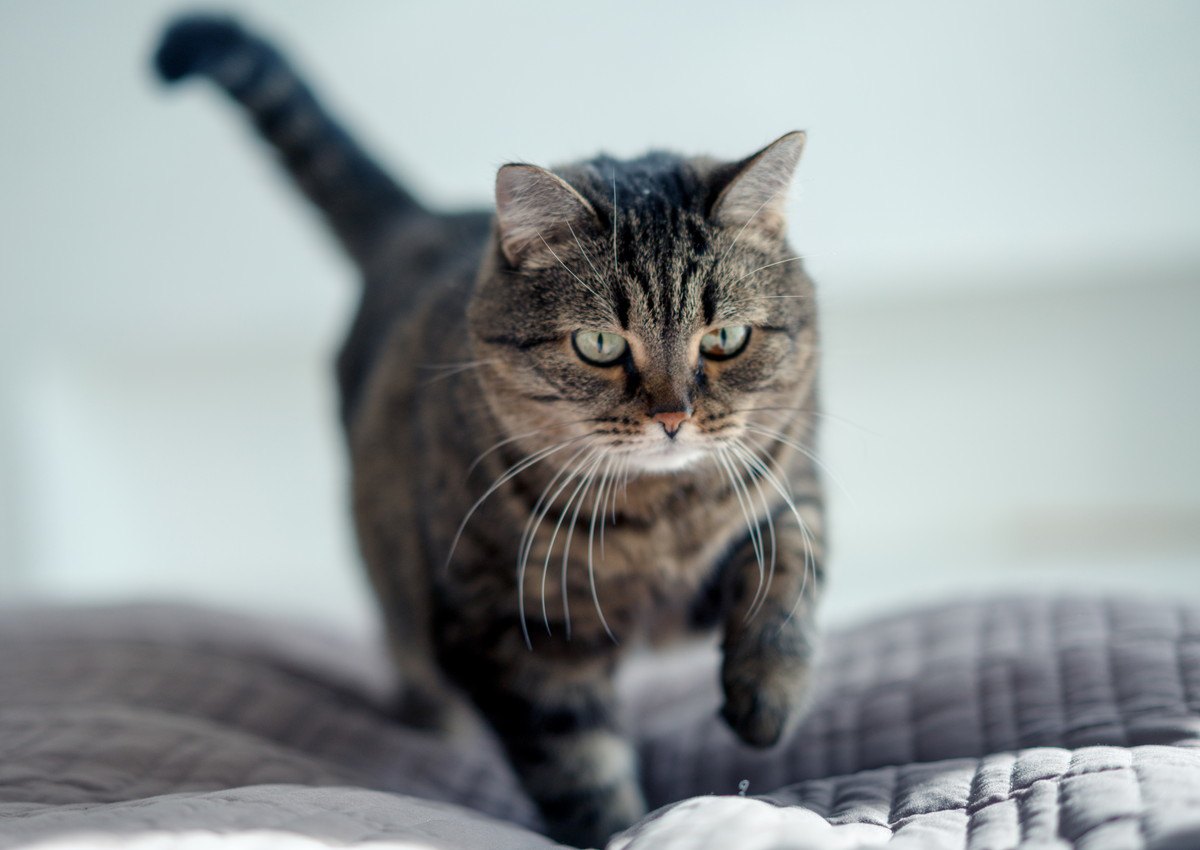 猫が布団を『ほりほり』する4つの理由