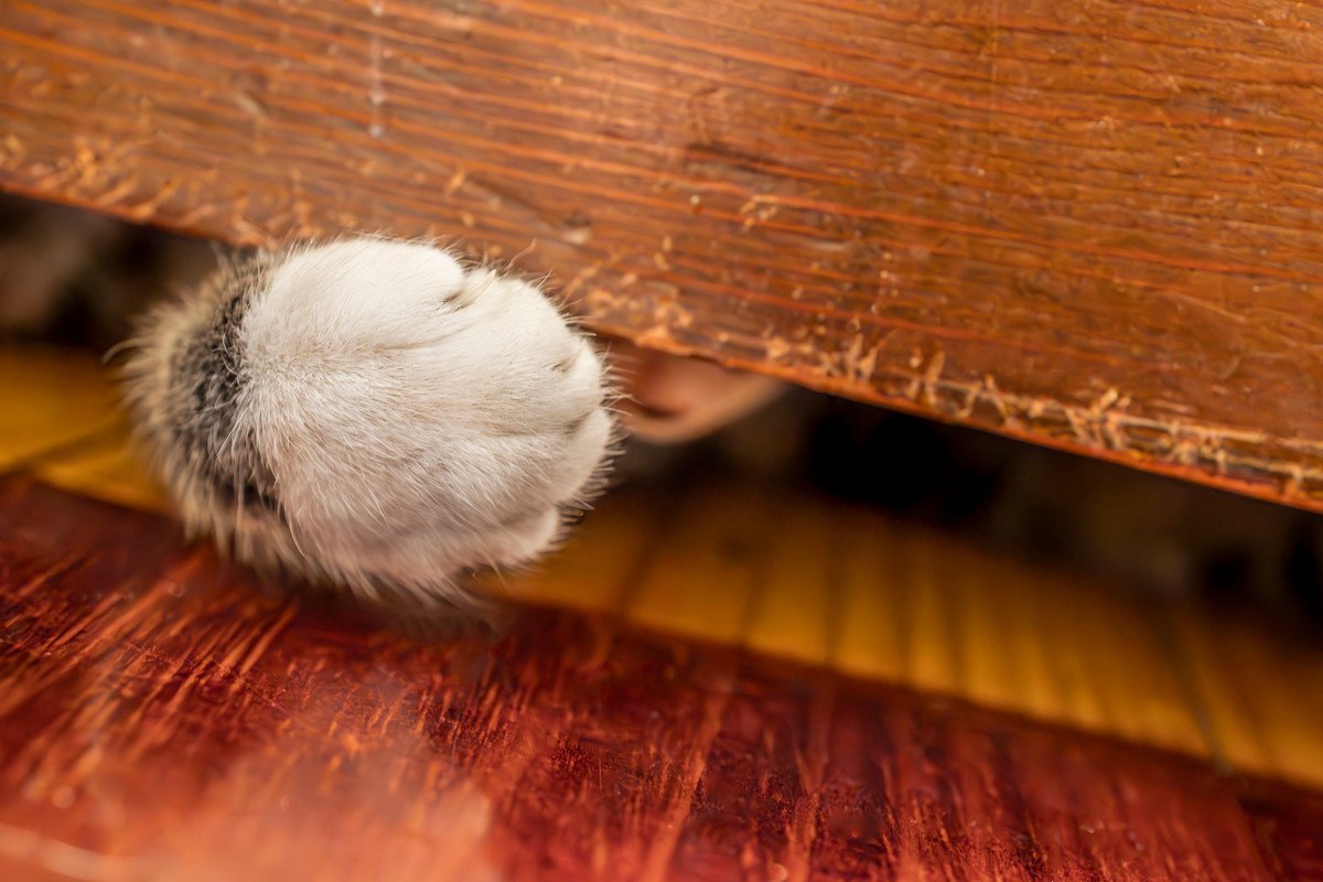 猫が『ドアの下から手をいれる』理由3つ　つい構って遊ぶのはよくないの？