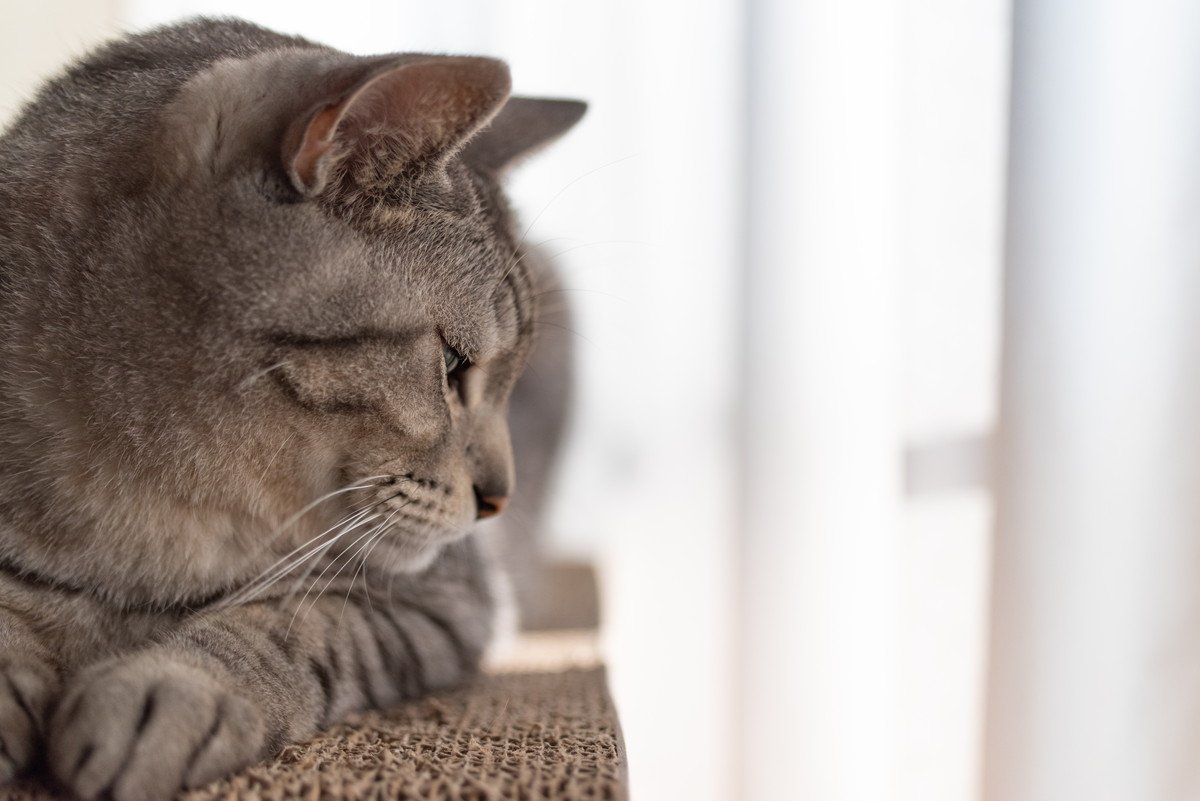 猫の“沈黙の臓器”に起きる『膵炎』　危険と言われる理由や症状、予防法を解説