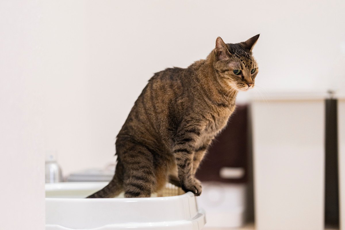 猫の『トイレ我慢』は超危険！5つの原因と対処法