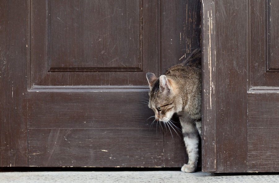 猫がドアを勝手に開けるのを防ぐドアストッパー オススメの商品６選