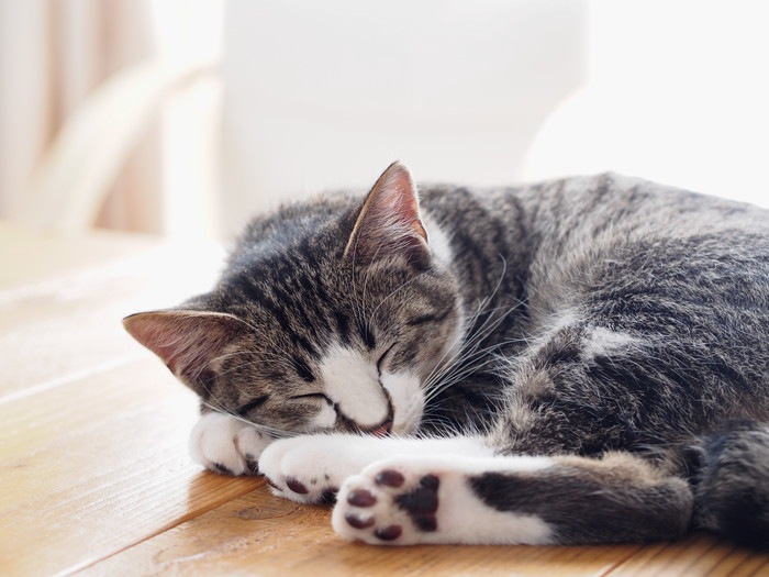 猫がよく寝る4つの理由と可能性のある病気