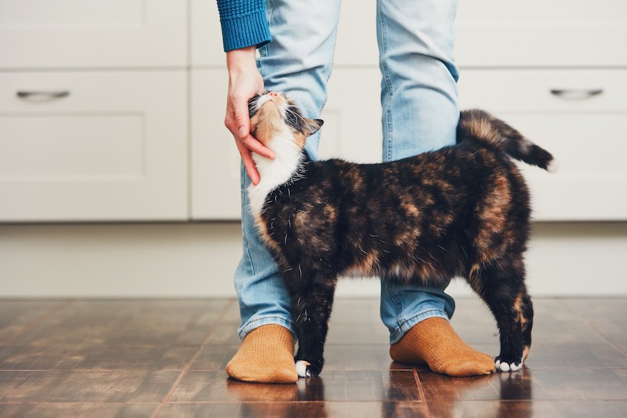 猫が服にすりすり…どんな意味がある？